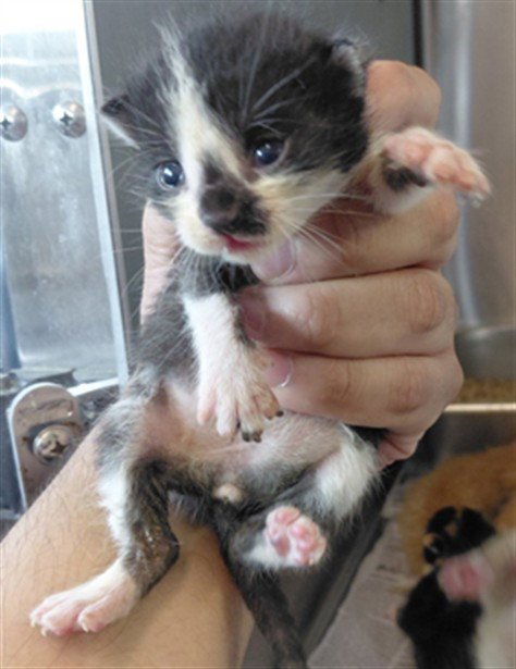 A661669 - Domestic Short Hair available for adoption
