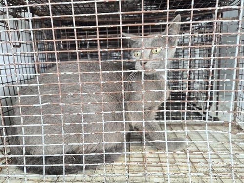A660392 - Domestic Short Hair available for adoption