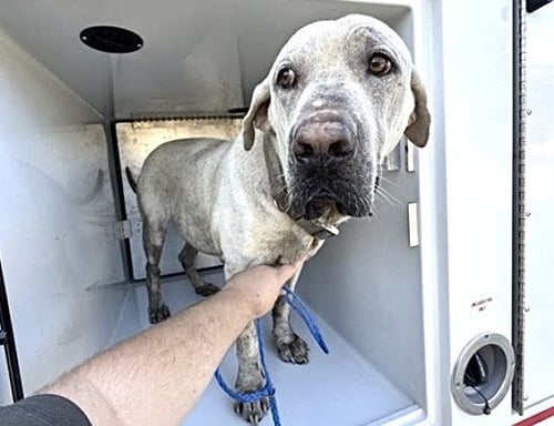 A564242 - Labrador Retriever available for adoption