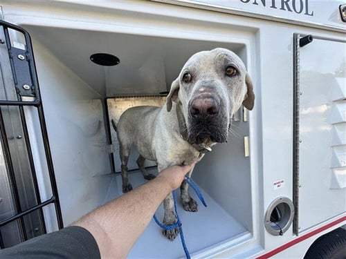 A564242 - Labrador Retriever available for adoption