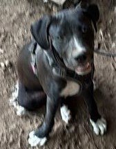 A657675 - Labrador Retriever available for adoption