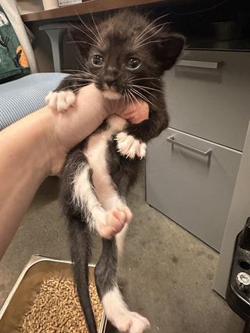 SNICKERS - Domestic Short Hair available for adoption