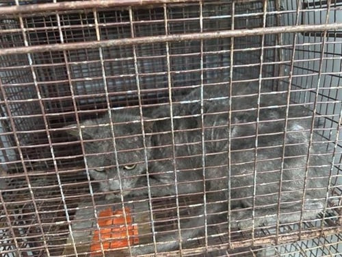 A657571 - Domestic Short Hair available for adoption