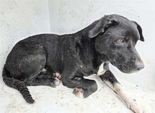 IZZY - Labrador Retriever available for adoption
