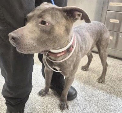 A658180 - Staffordshire Bull Terrier available for adoption
