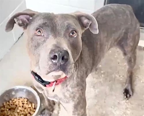 DINO - Staffordshire Bull Terrier available for adoption