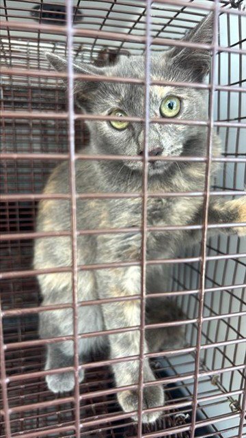 A661120 - Domestic Short Hair available for adoption