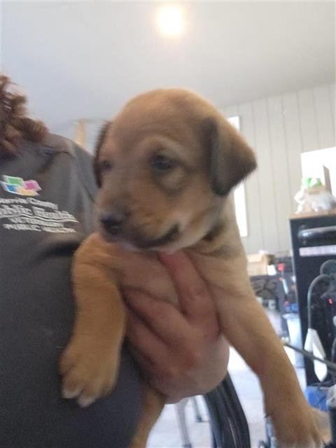 A656817 - German Shepherd Dog available for adoption
