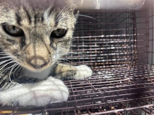 A662753 - Domestic Short Hair available for adoption