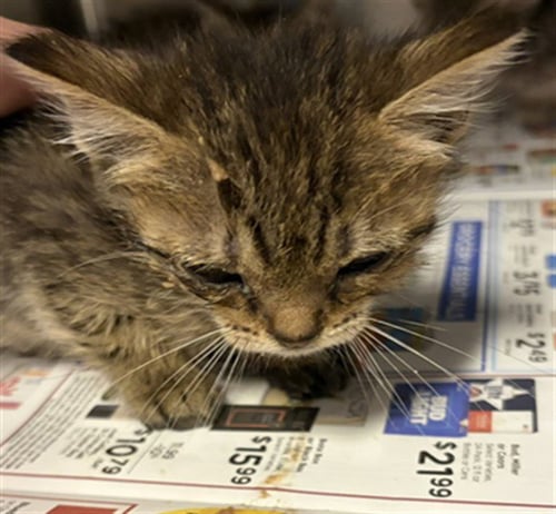 A661779 - Domestic Short Hair available for adoption