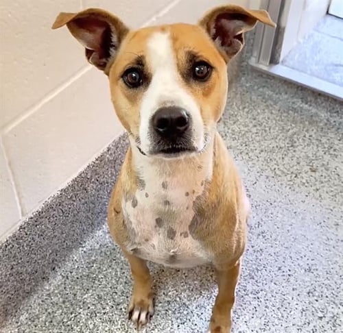 CHOWDER - Pit Bull Terrier available for adoption