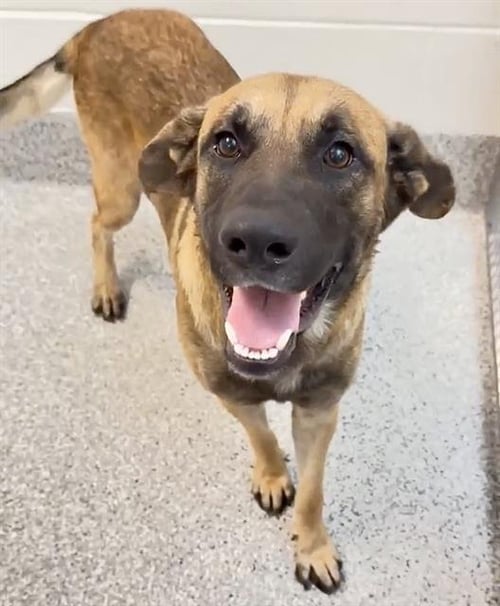 BERT - German Shepherd Dog available for adoption