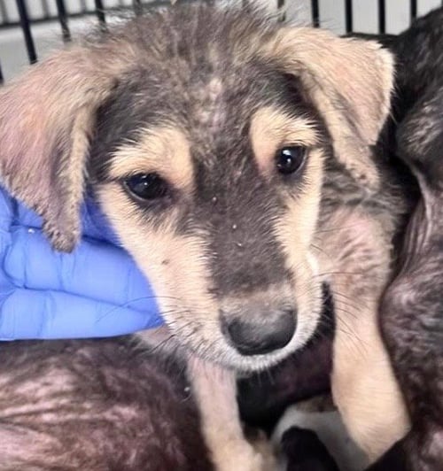 A660073 - Labrador Retriever available for adoption