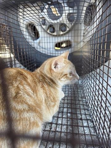 7 - Domestic Short Hair available for adoption