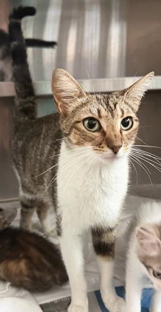 DOLLY - Domestic Short Hair available for adoption