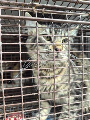 A649504 - Domestic Long Hair available for adoption