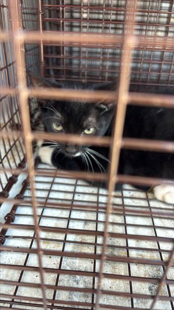A661112 - Domestic Short Hair available for adoption
