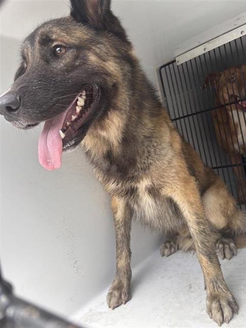 A657784 - German Shepherd Dog available for adoption