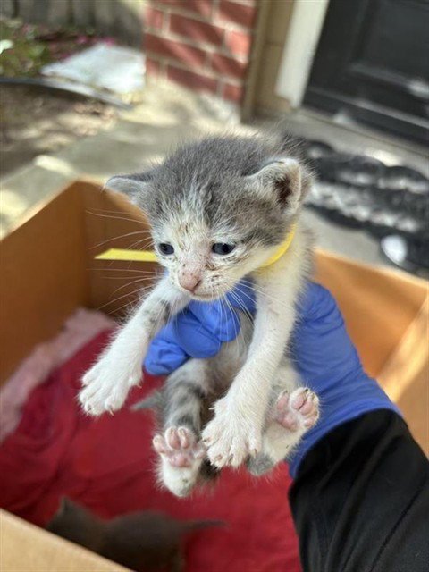 A658199 - Domestic Short Hair available for adoption
