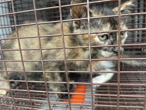 A657940 - Domestic Short Hair available for adoption