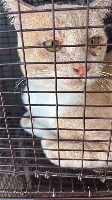 WHISKERS - Domestic Short Hair available for adoption