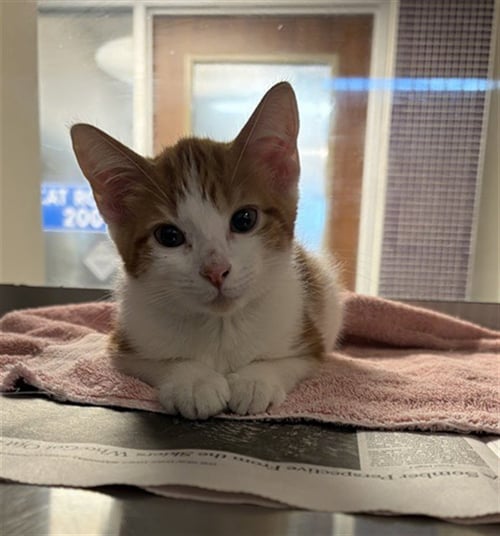 PEPPER - Domestic Short Hair available for adoption