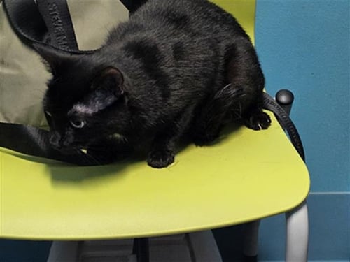 PRINCESS - Domestic Short Hair available for adoption