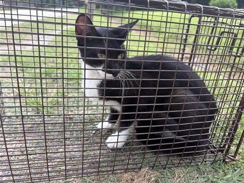 BLUEBELL - Domestic Short Hair available for adoption