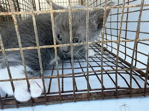 A660596 - Domestic Short Hair available for adoption
