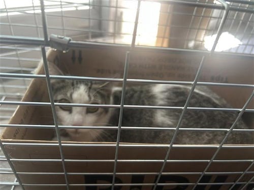 A660859 - Domestic Short Hair available for adoption