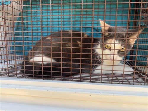 A662546 - Domestic Short Hair available for adoption