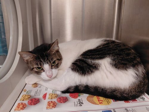 SUGAR - Domestic Short Hair available for adoption