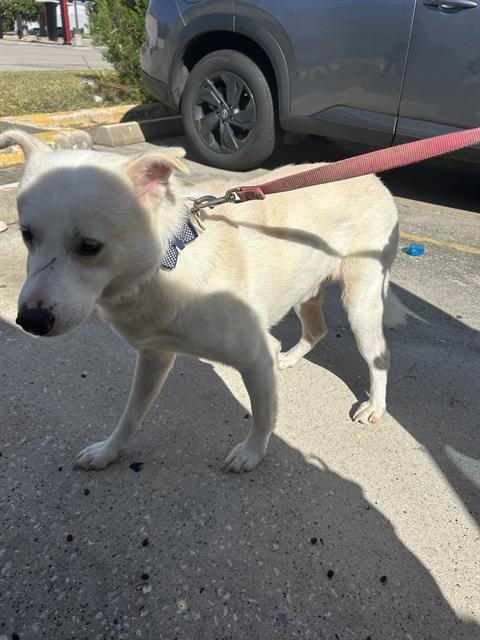 IRVING - Labrador Retriever / Husky available for adoption