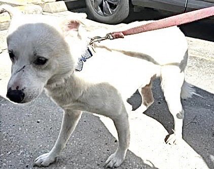 IRVING - Labrador Retriever / Husky available for adoption
