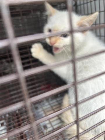 A649512 - Domestic Short Hair available for adoption