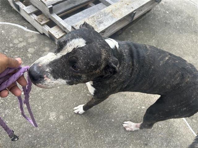 EUREKA - American Pit Bull Terrier available for adoption