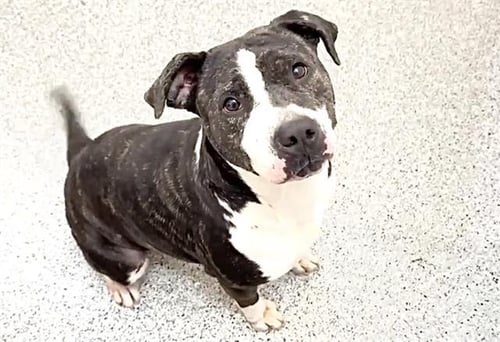 EUREKA - American Pit Bull Terrier available for adoption