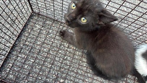 A658046 - Domestic Short Hair available for adoption