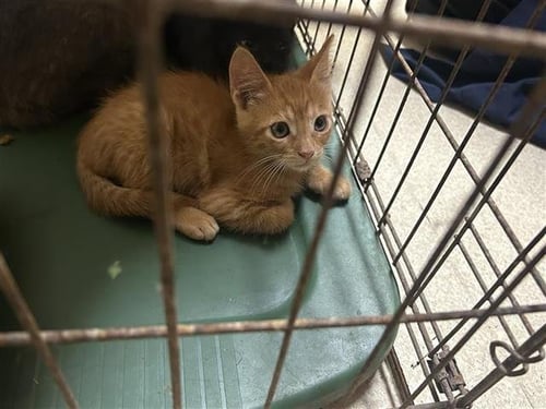 A656172 - Domestic Short Hair available for adoption