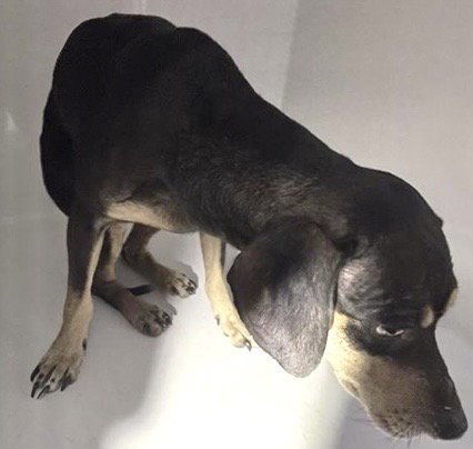 A662487 - Chihuahua available for adoption