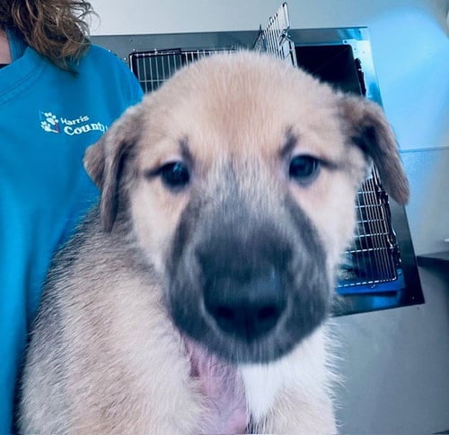 A655791 - German Shepherd Dog available for adoption