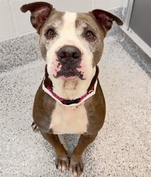 ZEUS - Pit Bull Terrier available for adoption