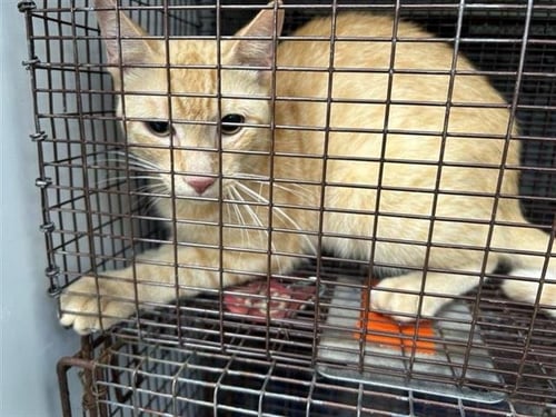 A657972 - Domestic Short Hair available for adoption
