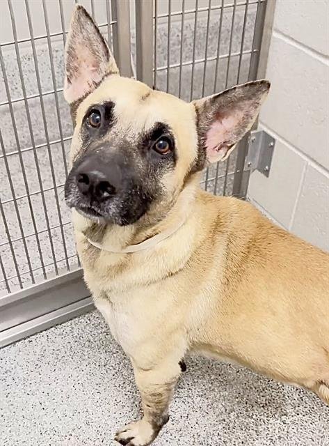 A662006 - Belgian Shepherd Malinois available for adoption