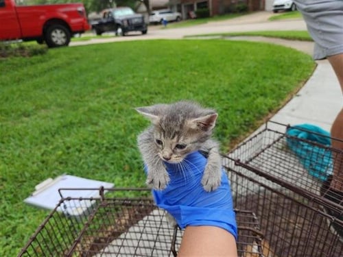 A654189 - Domestic Short Hair available for adoption