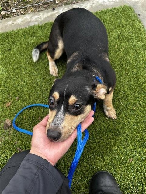 SIMONE - Dachshund available for adoption