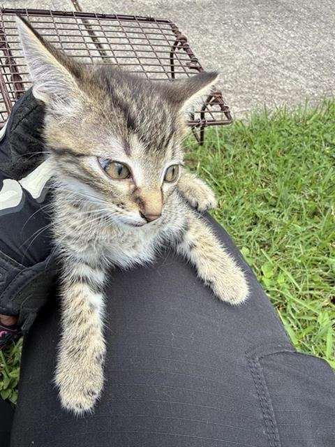 A657989 - Domestic Short Hair available for adoption