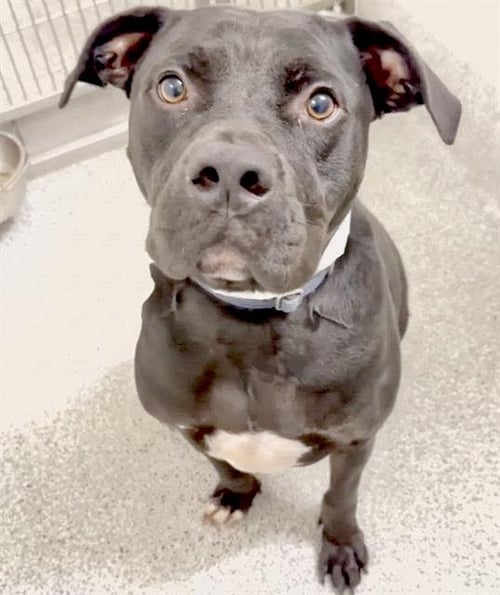 BRUNO - American Pit Bull Terrier available for adoption