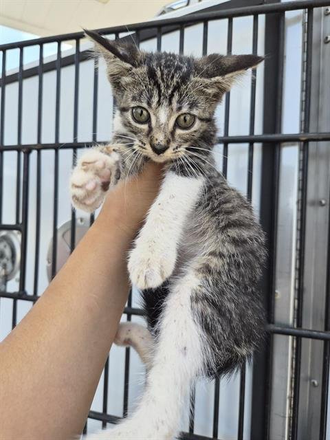 A656901 - Domestic Short Hair available for adoption
