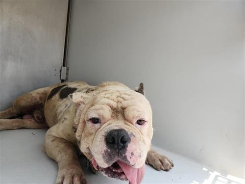 WINSTON - American Pit Bull Terrier available for adoption